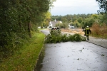 Baum auf Straße