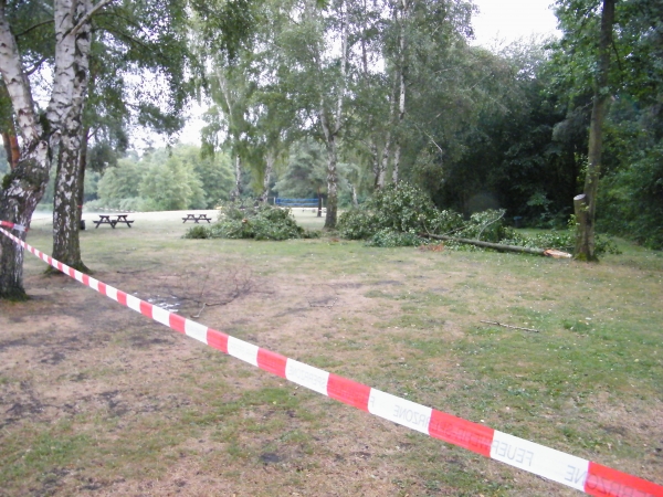 Baum auf Personen gefallen