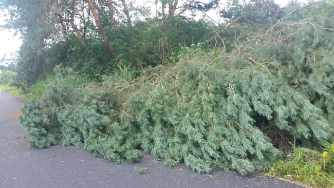 Baum auf Straße