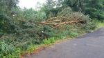 Baum auf Straße