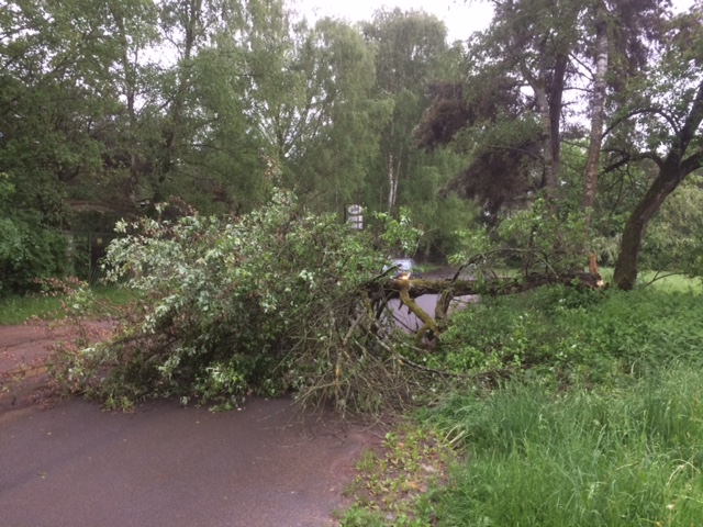 Baum auf Straße