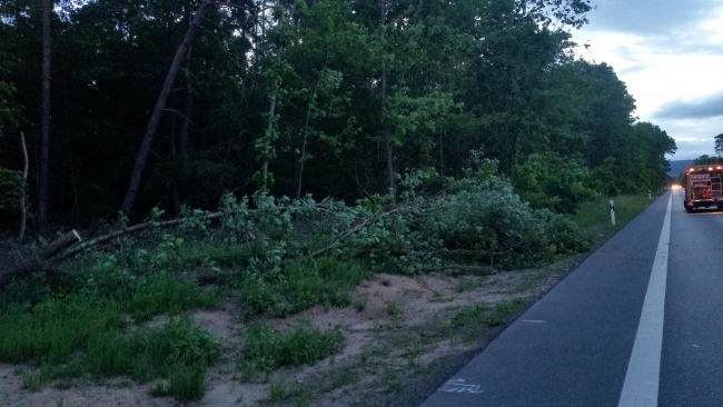 Baum auf Straße