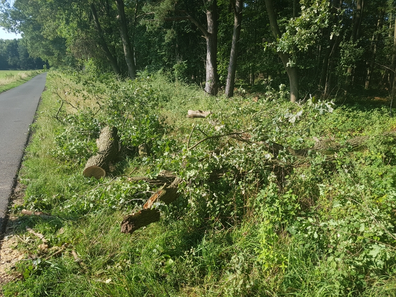 Baum auf Straße