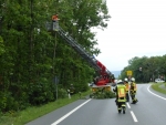 Droht Baum auf Fahrbahn zu stürzen