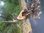 Mehrere Bäume umgestürzt