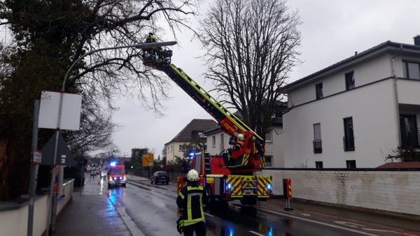 Baum auf Straße