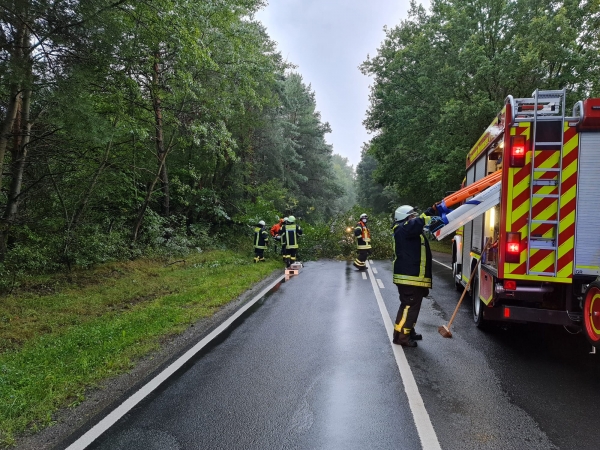 Baum auf Straße