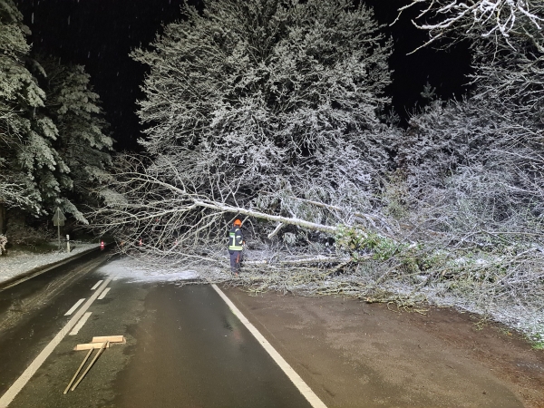 Baum auf Straße